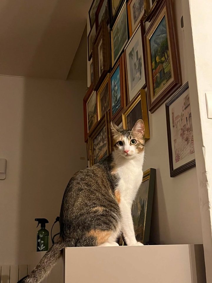 Une chatte tricolore assise sur un meuble, devant un mur de tableaux encadrés
