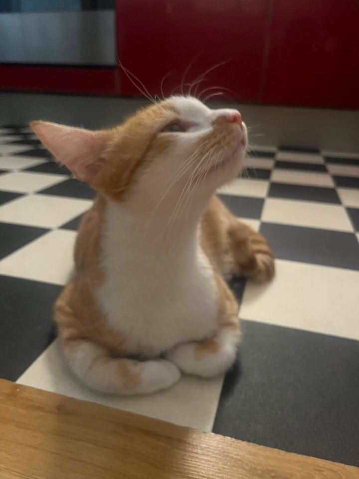 Un chat roux et blanc allongé sur un sol en damier noir et blanc, le museau levé